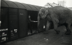 168551 Afbeelding van het vervoer van een olifant per trein ten behoeve van een circus te Amsterdam Rietlanden.